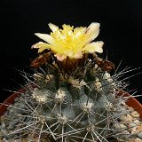 Copiapoa andicola P1210350.JPG